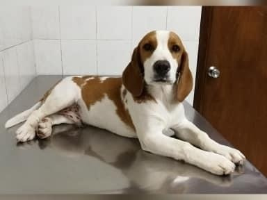 Beagle Bicolor Cachorros