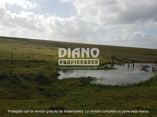 Imagen 5 de 11 de Oportunidad - Chacra Completa - Campo Minas