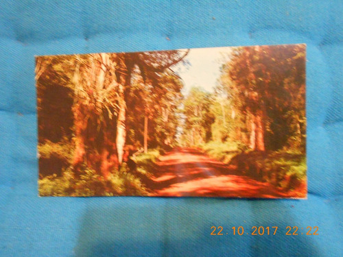 Postal Misiones Camino En La Foresta - Decada Del 70