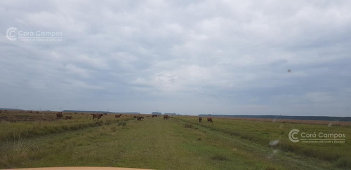 Imagen 4 de 14 de Se Vende Campo Foresto-ganadero De 1123 Ha En Paraje Galarza. Iberá. Corrientes