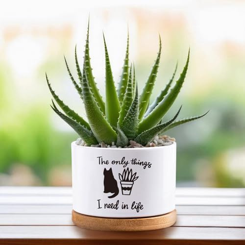 Maceta Para Suculentas Cactus Flor Maceta De Planta De Cerám