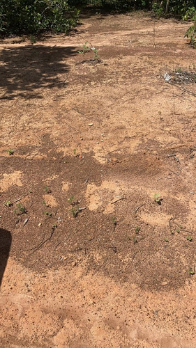 Imagem 9 de 14 de Vendo Fazenda 2900 Hectares Regiao De Cocalinho (6120)