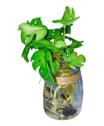 Plantas Artificiales Con Base De Vidrio