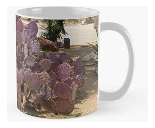 Taza X4 Cactus Suculentas Planta Desierto De Arizona Paisaje