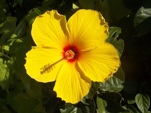 Tulipan Mexicano Amarillo