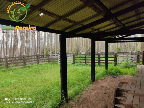 Imagem 7 de 15 de Fazenda À Venda Em Jacunda - Pa - 1.258,4 Hectares (dupla Aptidão) - 2032