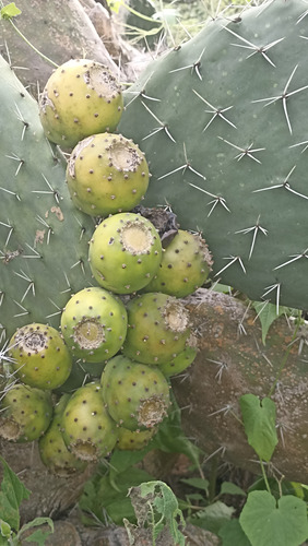 30 Semillas Nopal Tuna Blanca, 3 Variedades (10 C/u), Nv
