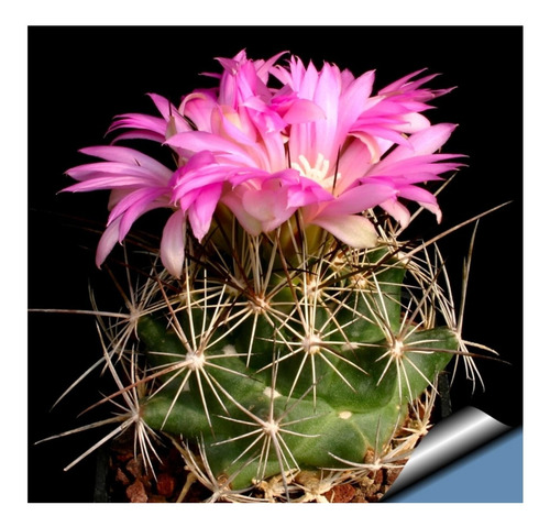 10 Semillas De Coryphantha - Coryphantha Macromeris Cod 1406