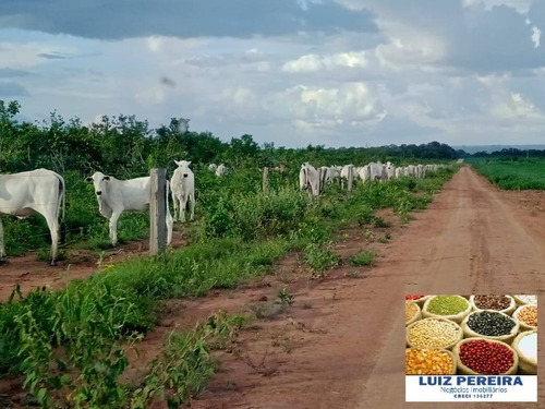 Imagem 11 de 15 de Fazenda À Venda Em Peixe - To - De 213 Alqueirões (agricultura) - 1700