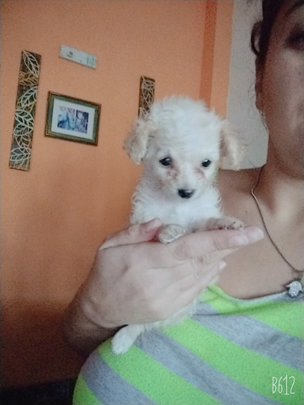 Caniches Micro Toy Bebes Ultimos Mercadolibre Com Ar Caniches Micro Toy Bebes Ultimos Mercadolibre Com Ar