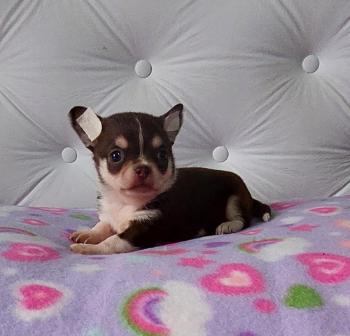 Chihuahuas Mini Real Línea Rusa Cabeza De Manzana 