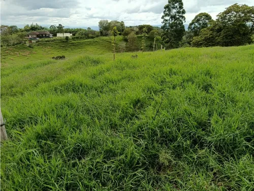 Venta Finca Filandia A Borde De Carretera - 20 Cuadras