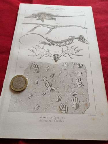 Grabado Metal, Animales Fósiles 1855 B