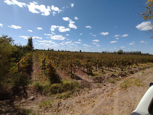 Imagen 15 de 16 de ¡zeballos Estudio Jurídico E Inmobiliaria Vende Finca En Producción En Lavalle! Mat. 134/135