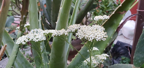 Achillea Milefolium | Milenrama 