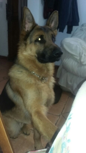 Perro Ovejero Alemán Para Monta (Usado)
