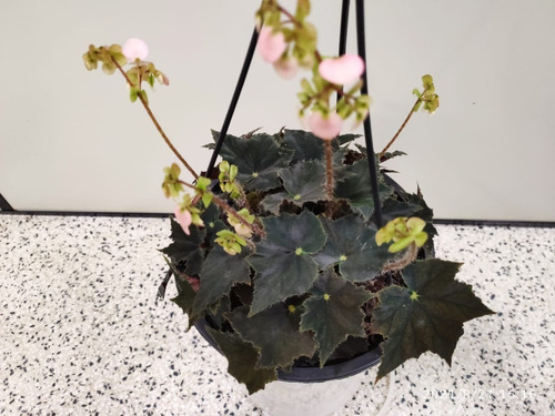 01 Vaso Begonia Bowerae Nigra Negra - Begônia Veludo Preta | Parcelamento  sem juros