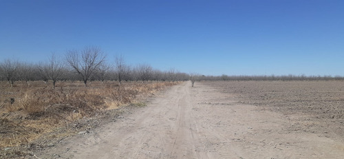 Terreno Con Nogales En Venta En San Pedro De Las Colonias, Coahuila