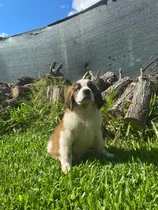 Comprar Cachorros San Bernardo