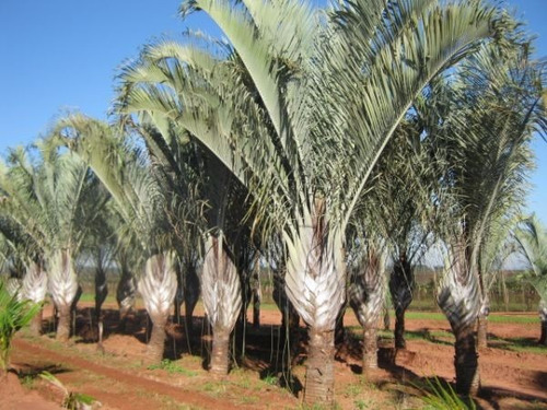 Muda De Palmeira Triangular ( Jardim E Decoração )