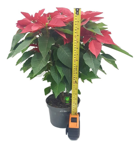 Planta Nochebuena 7 Pulgadas | Meses sin intereses Planta Nochebuena 7 Pulgadas | Meses sin intereses
