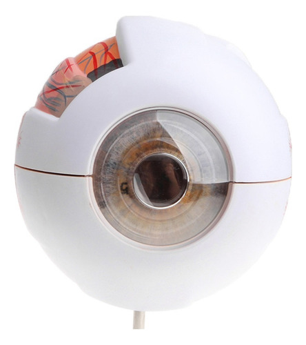 Exhibición De Modelo De Anatomía Del Ojo Humano De 15 Cm Alt