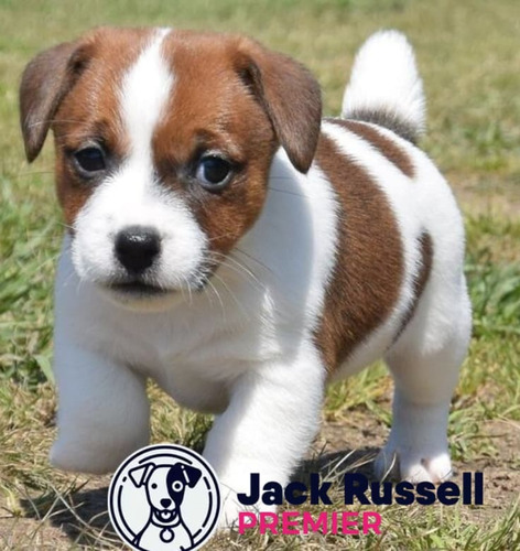 Jack Russell 39 Tricolor