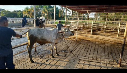 Estado Barinas Se Vende Finca Ganadera Yep11