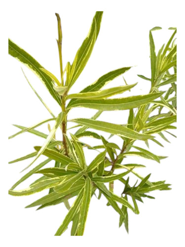Laurel De Jardín Variegado - Nerium Oleander / Maceta 3 Lts