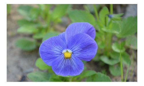 Flor De Pensamiento Azul - Viola Cornuta Azul (50)