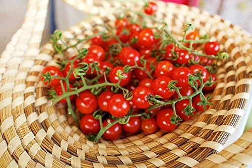 Más De 30 Semillas De Tomate Sweetie Cherry, También Cono.