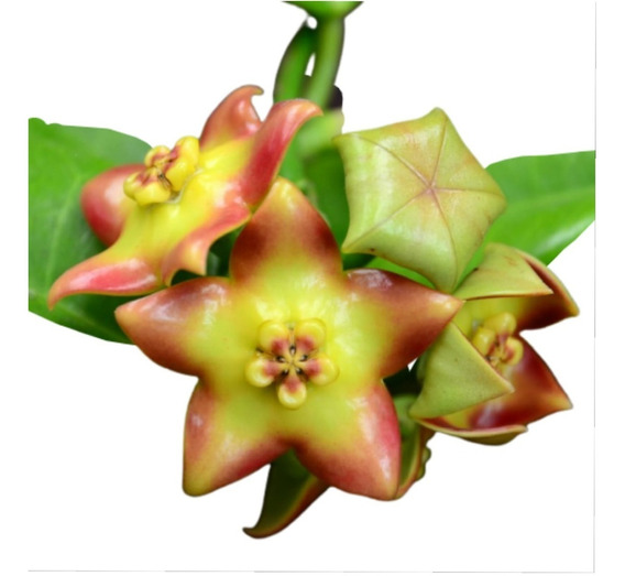 Hoya Ruthie Planta Rara Flor De Cera Wax Flower | MercadoLivre 📦