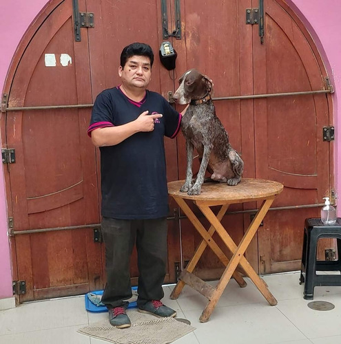 Venta De Cachorros Raza Braco Alemán