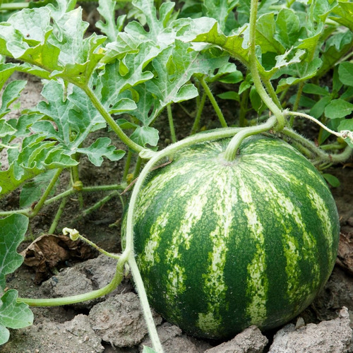 20 Semillas De Fruta Sandia Jubilee
