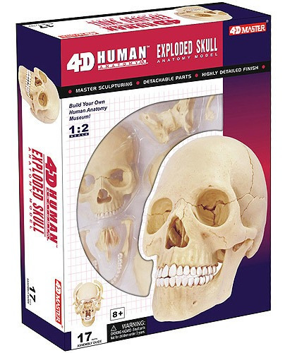 Modelo Anatómico De Cráneo Humano- John N Hansen 26086