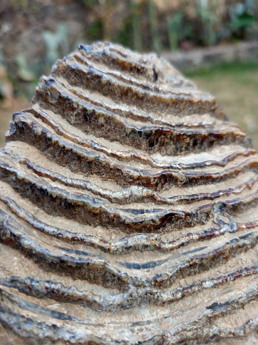 Fósil Molar De Mamut (Usado)
