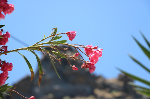 Imagen 1 de 1 de Nature-santorini-greece Fotografia