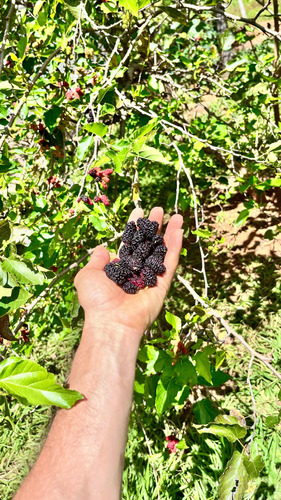 Como Cultivar Amora