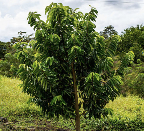 Semillas De Árbol De Guanábana (para Sembrar) - 10 Pack