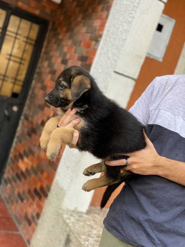 Imagen 4 de 5 de Cachorros Pastor Alemán