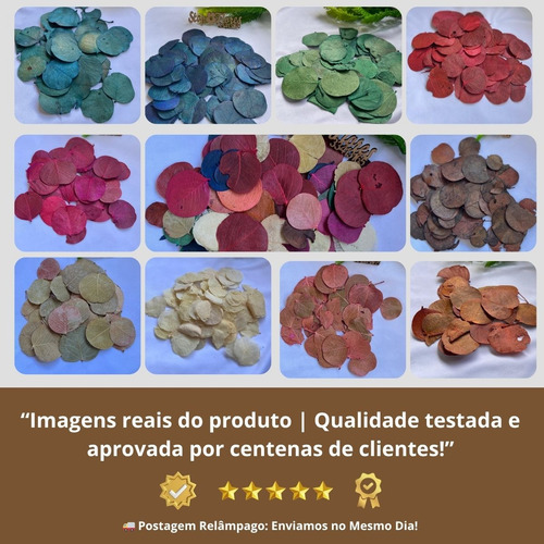 Folha Moeda Mista Variada Seca Natural Decoração- 350 Folhas