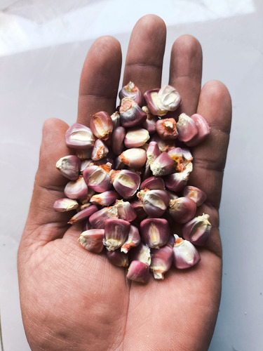 Semilla Maiz Rosa Nativo Criollo Para Siembra 100 Semillas