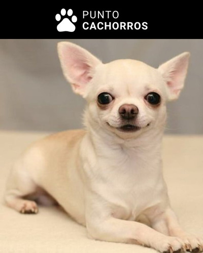 Chihuahua 60 Crema