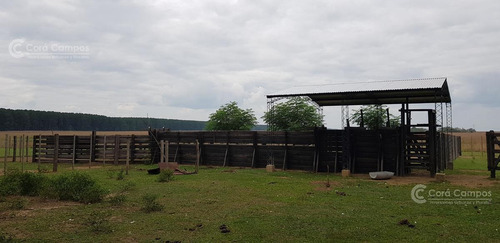 Imagen 8 de 14 de Se Vende Campo Foresto-ganadero De 1123 Ha En Paraje Galarza. Iberá. Corrientes