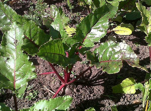 Sementes Orgânicas De Beterraba -- Remolacha Beetroot