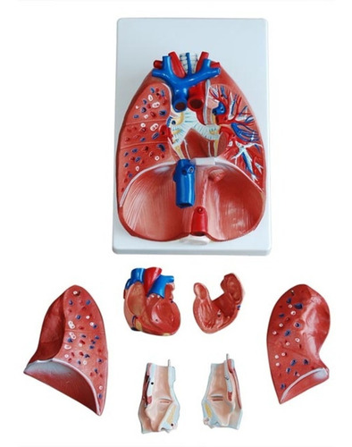 Imagen 2 de 5 de Modelo De Laringe, Corazón Y Pulmón, Disectible.