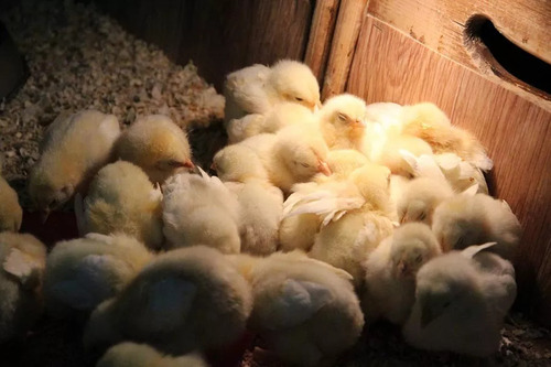 2 Lâmpadas Cerâmicas 50w P/ Aquário Incubadora Termostato