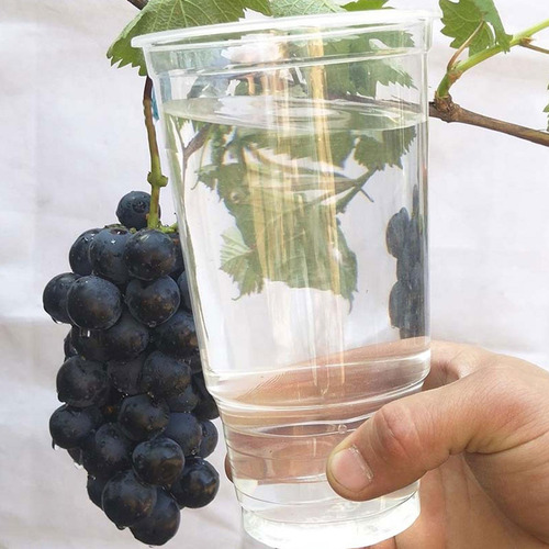 Copo Para Imersão De Uvas Com 5 Peças, Cultivo De Uvas,