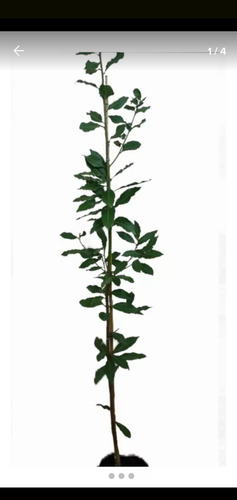 Planta Laurel Comestible .1.20.altura