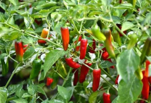 250 Semillas De Chile Serrano + Instructivo